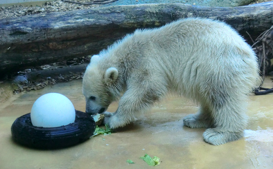 Eisbärmädchen ANORI am 28. Mai 2012 im Zoo Wuppertal