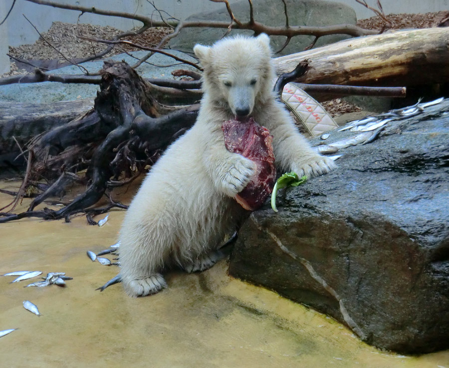 Eisbärmädchen ANORI am 28. Mai 2012 im Zoologischen Garten Wuppertal