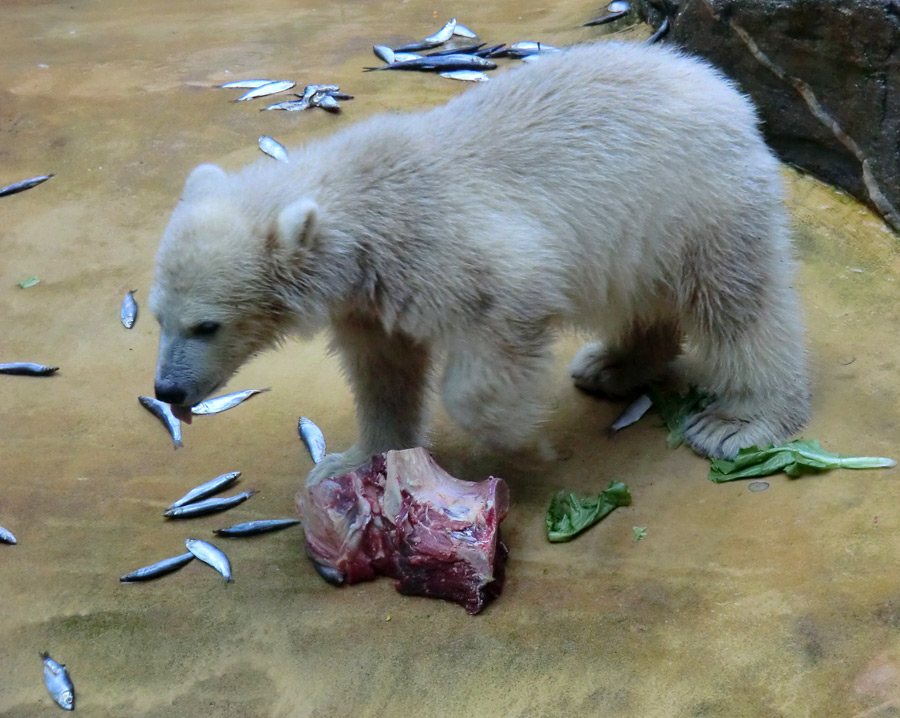 Eisbärmädchen ANORI am 28. Mai 2012 im Wuppertaler Zoo