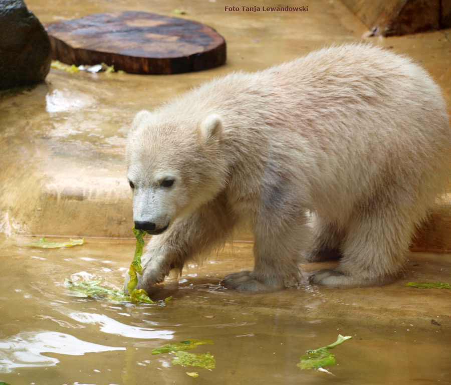 Eisbärmädchen ANORI am 31. Mai 2012 im Wuppertaler Zoo (Foto Tanja Lewandowski)