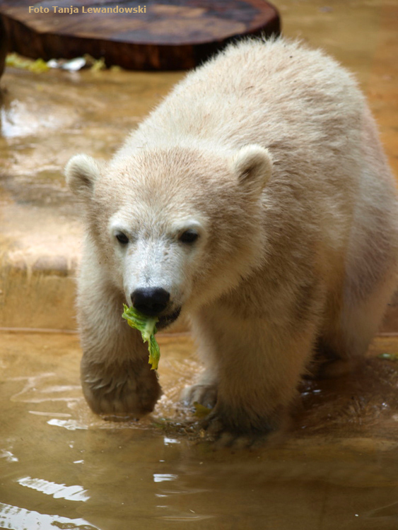 Eisbärmädchen ANORI am 31. Mai 2012 im Zoo Wuppertal (Foto Tanja Lewandowski)