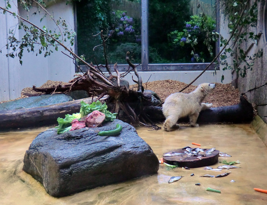 Eisbärmädchen ANORI am 1. Juni 2012 im Zoo Wuppertal