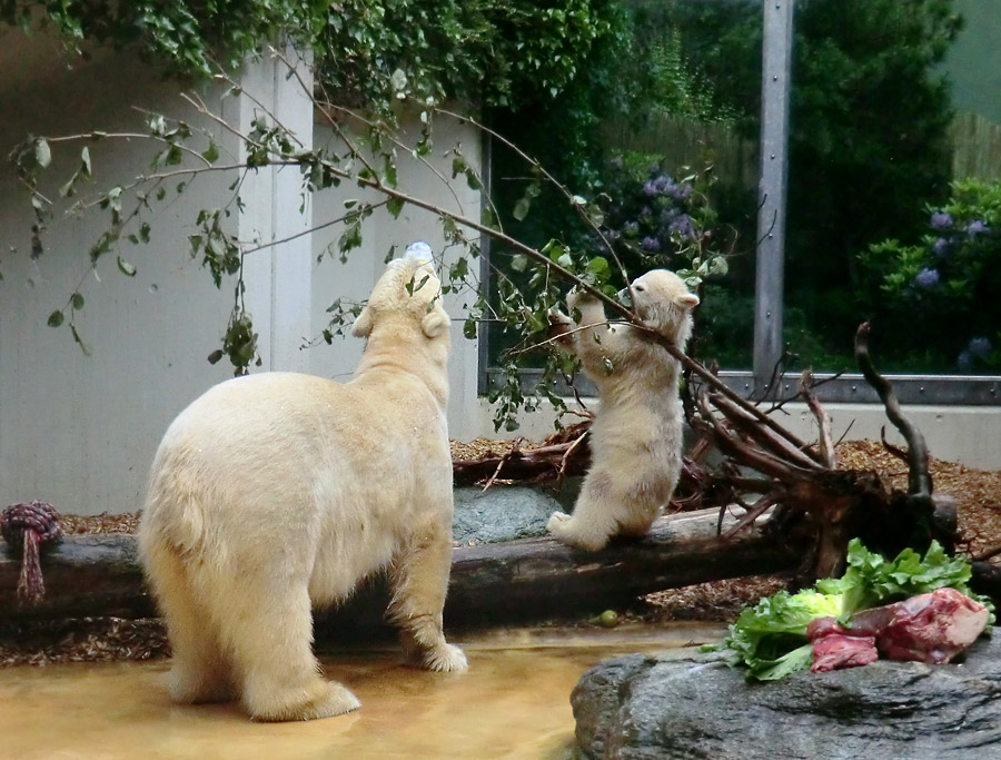 Eisbärmädchen ANORI am 1. Juni 2012 im Wuppertaler Zoo