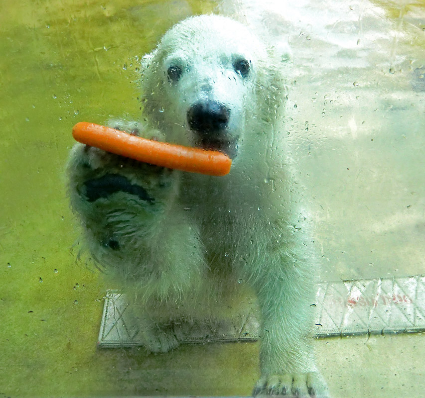 Eisbärmädchen ANORI am 1. Juni 2012 im Zoo Wuppertal