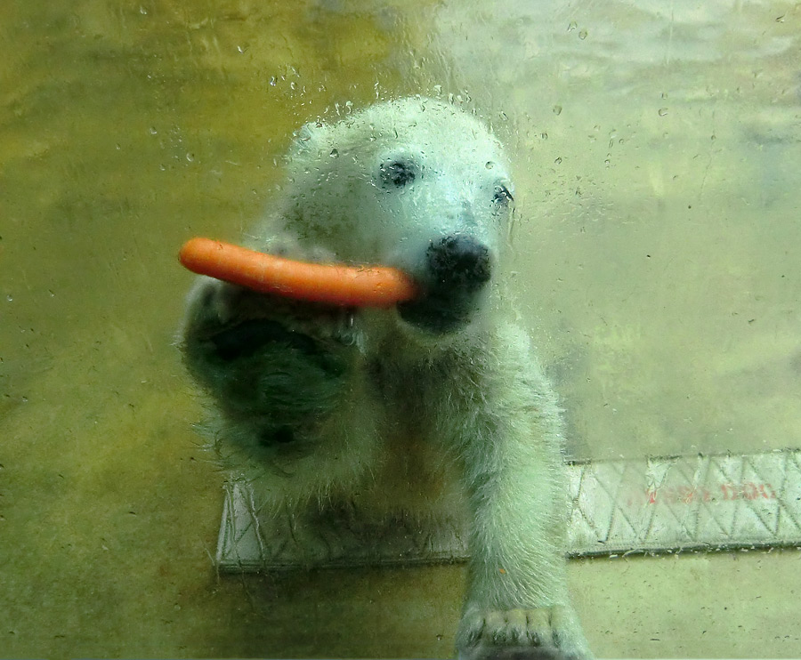 Eisbärmädchen ANORI am 1. Juni 2012 im Wuppertaler Zoo