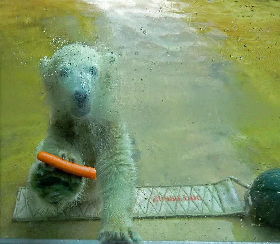 Eisbärmädchen ANORI am 1. Juni 2012 im Zoo Wuppertal