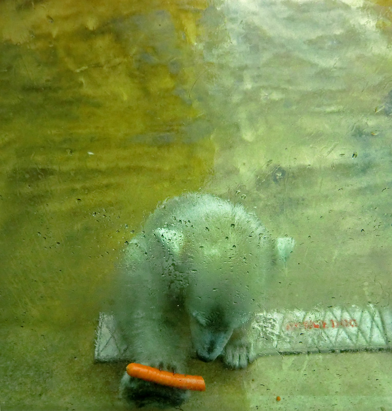 Eisbärmädchen ANORI am 1. Juni 2012 im Zoologischen Garten Wuppertal