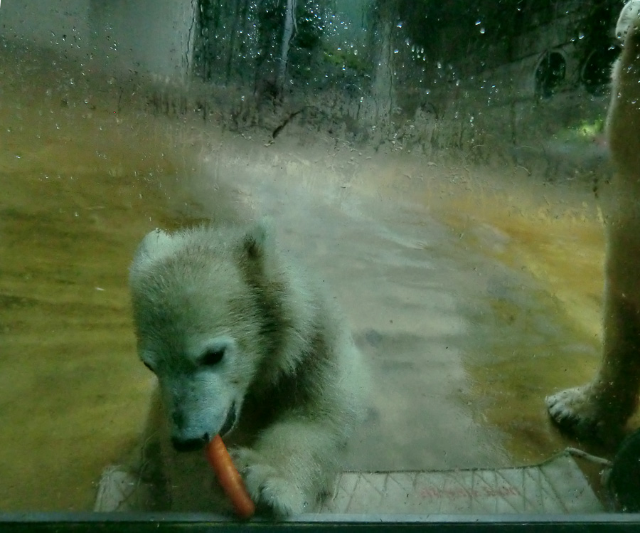 Eisbärmädchen ANORI am 1. Juni 2012 im Wuppertaler Zoo