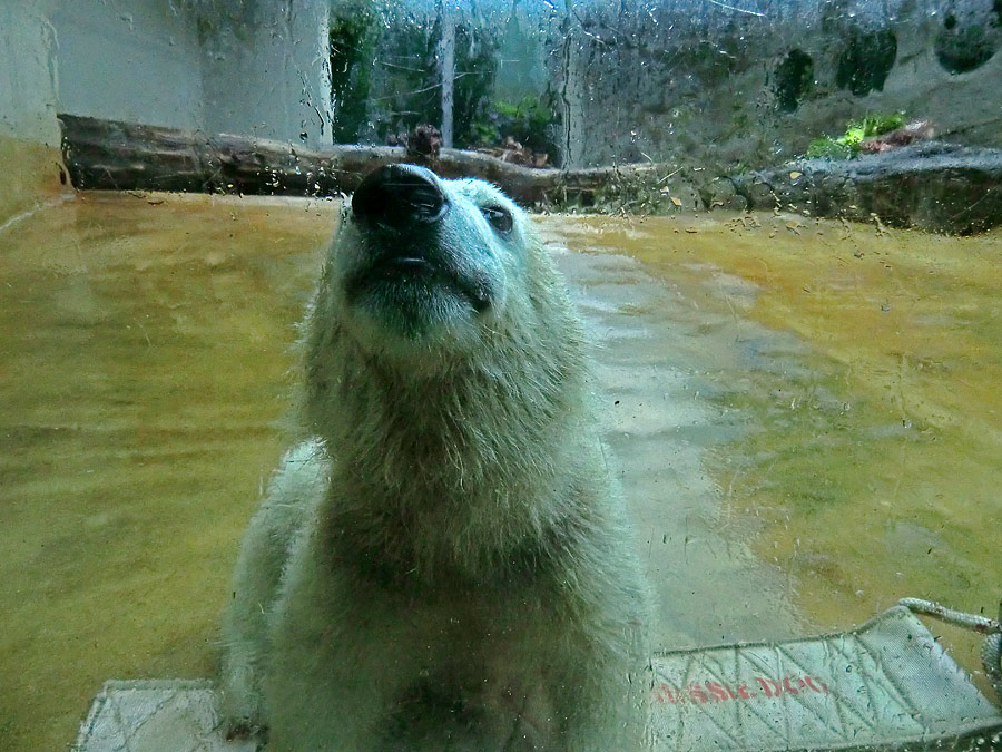 Eisbärmädchen ANORI am 1. Juni 2012 im Wuppertaler Zoo