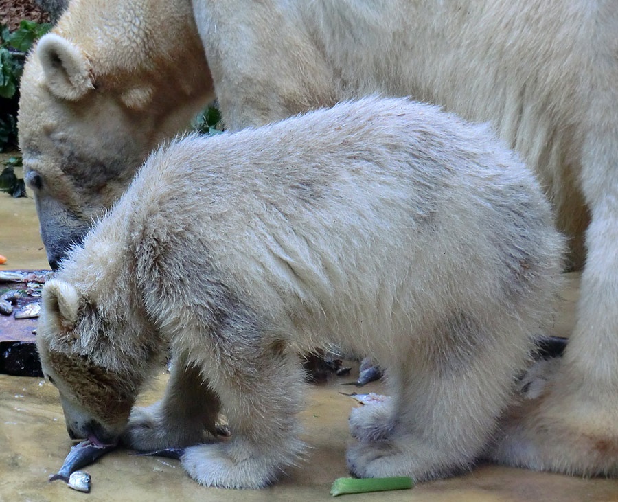 Eisbärmädchen ANORI am 1. Juni 2012 im Zoo Wuppertal