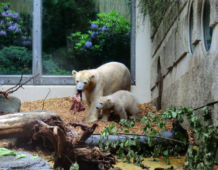 Eisbärmädchen ANORI am 1. Juni 2012 im Zoo Wuppertal