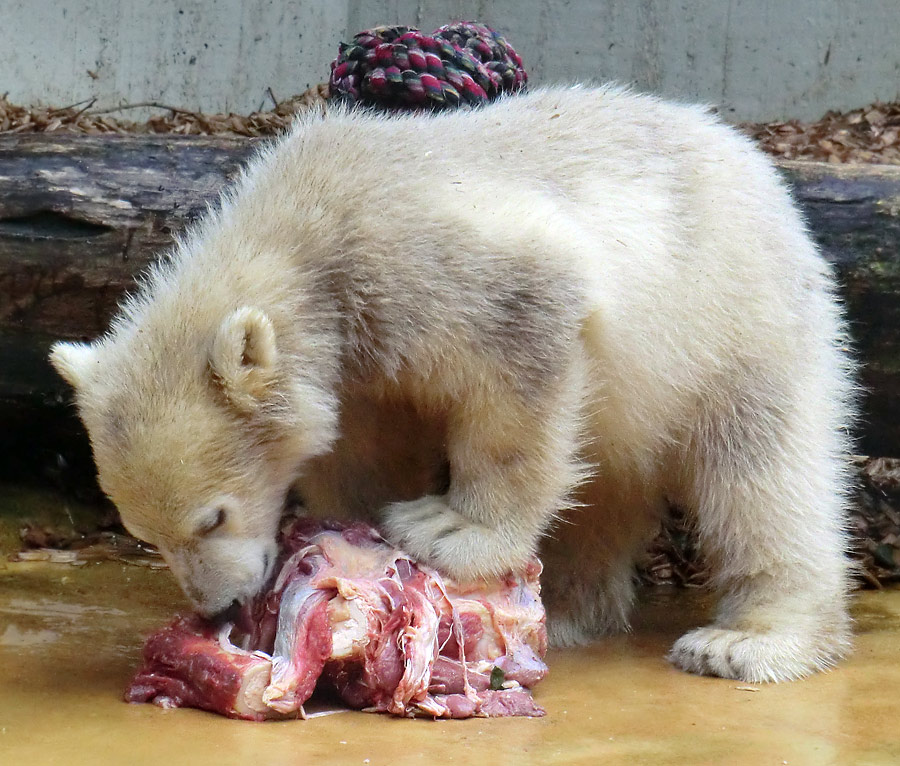 Eisbärmädchen ANORI am 1. Juni 2012 im Wuppertaler Zoo