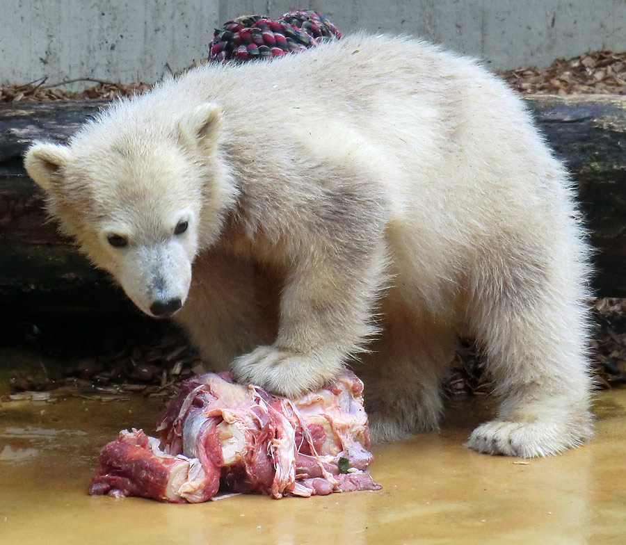 Eisbärmädchen ANORI am 1. Juni 2012 im Zoo Wuppertal