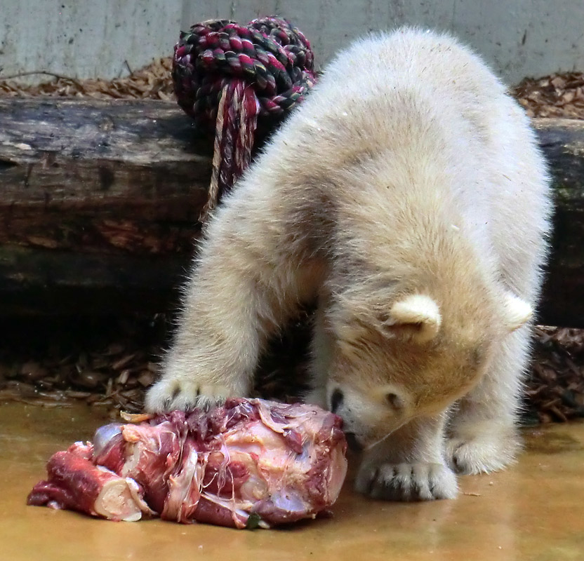 Eisbärmädchen ANORI am 1. Juni 2012 im Zoologischen Garten Wuppertal