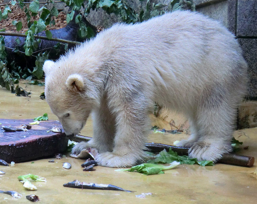 Eisbärmädchen ANORI am 1. Juni 2012 im Wuppertaler Zoo