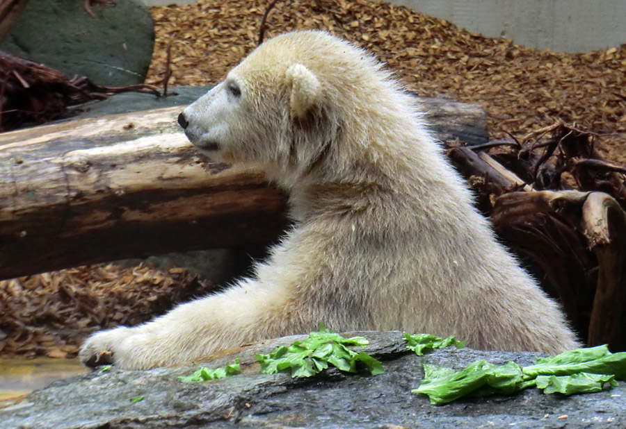 Eisbärmädchen ANORI am 1. Juni 2012 im Zoologischen Garten Wuppertal