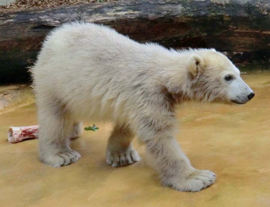Eisbärmädchen ANORI am 1. Juni 2012 im Zoo Wuppertal