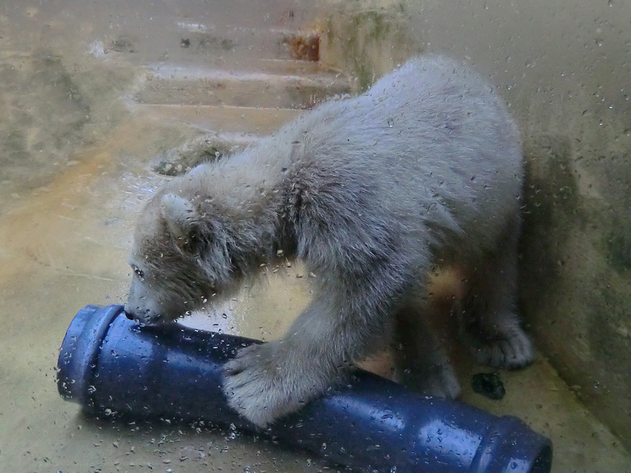 Eisbärmädchen ANORI am 1. Juni 2012 im Zoologischen Garten Wuppertal