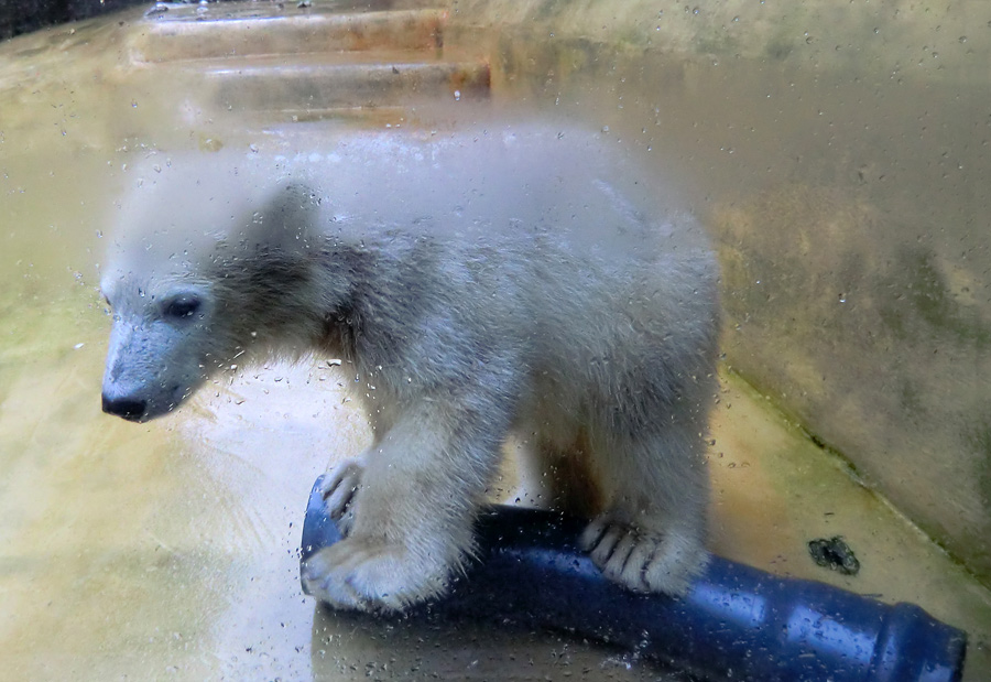 Eisbärmädchen ANORI am 1. Juni 2012 im Wuppertaler Zoo