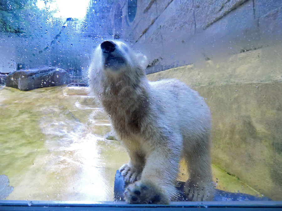 Eisbärmädchen ANORI am 1. Juni 2012 im Zoo Wuppertal