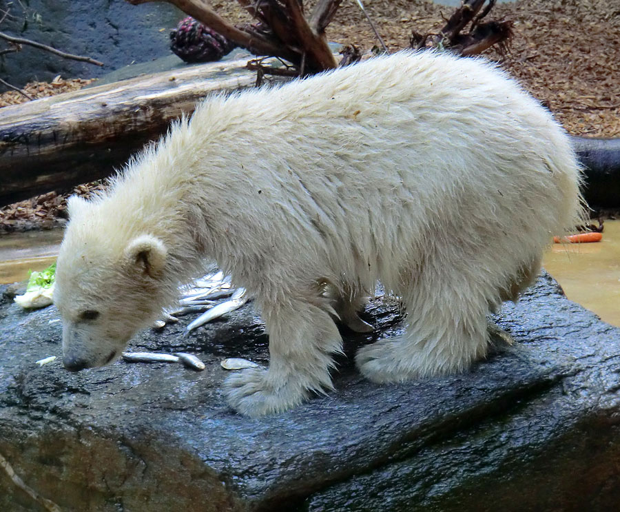 Eisbärmädchen ANORI am 2. Juni 2012 im Zoo Wuppertal