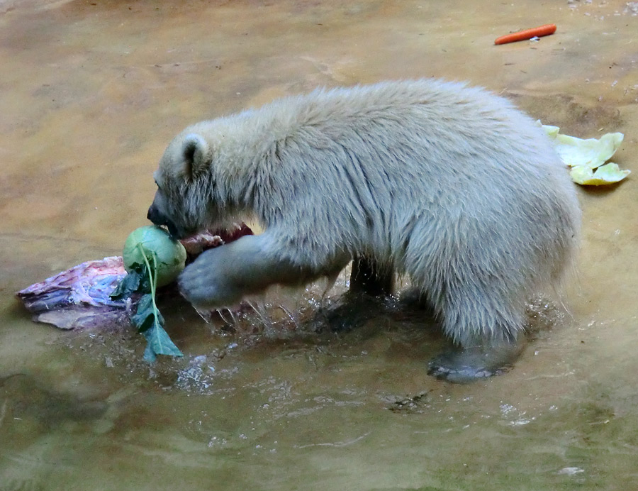 Eisbärmädchen ANORI am 2. Juni 2012 im Zoo Wuppertal