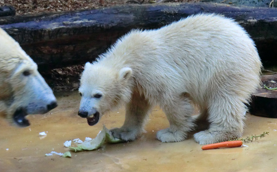 Eisbärin VILMA und Eisbärmädchen ANORI am 2. Juni 2012 im Zoologischen Garten Wuppertal