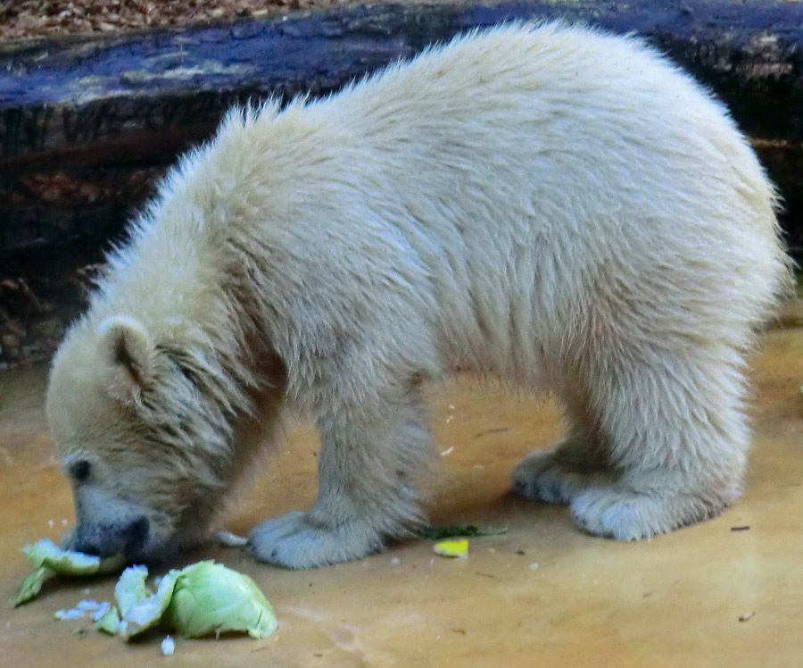 Eisbärmädchen ANORI am 2. Juni 2012 im Wuppertaler Zoo