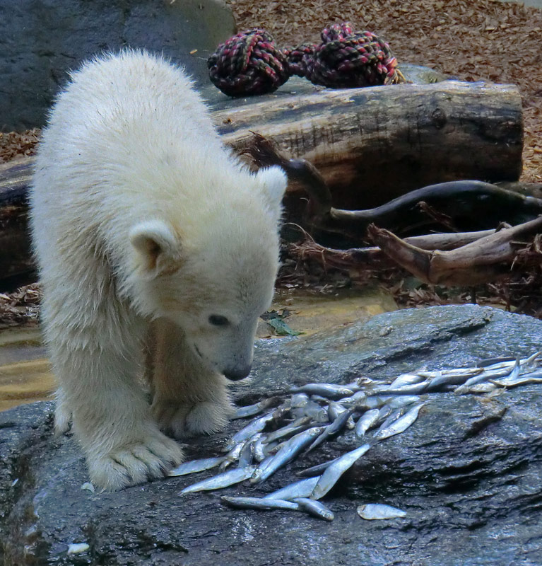 Eisbärmädchen ANORI am 2. Juni 2012 im Zoologischen Garten Wuppertal