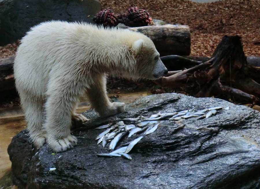 Eisbärmädchen ANORI am 2. Juni 2012 im Wuppertaler Zoo