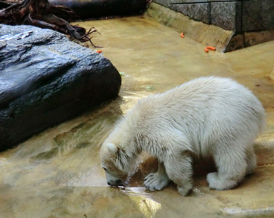 Eisbärmädchen ANORI am 2. Juni 2012 im Zoo Wuppertal