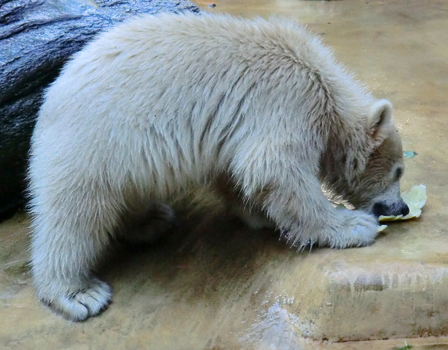 Eisbärmädchen ANORI am 2. Juni 2012 im Zoo Wuppertal