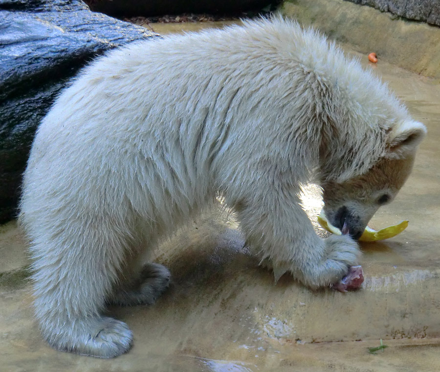 Eisbärmädchen ANORI am 2. Juni 2012 im Zoologischen Garten Wuppertal