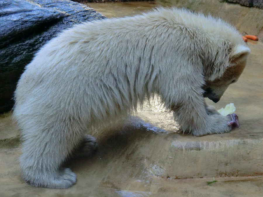 Eisbärmädchen ANORI am 2. Juni 2012 im Wuppertaler Zoo