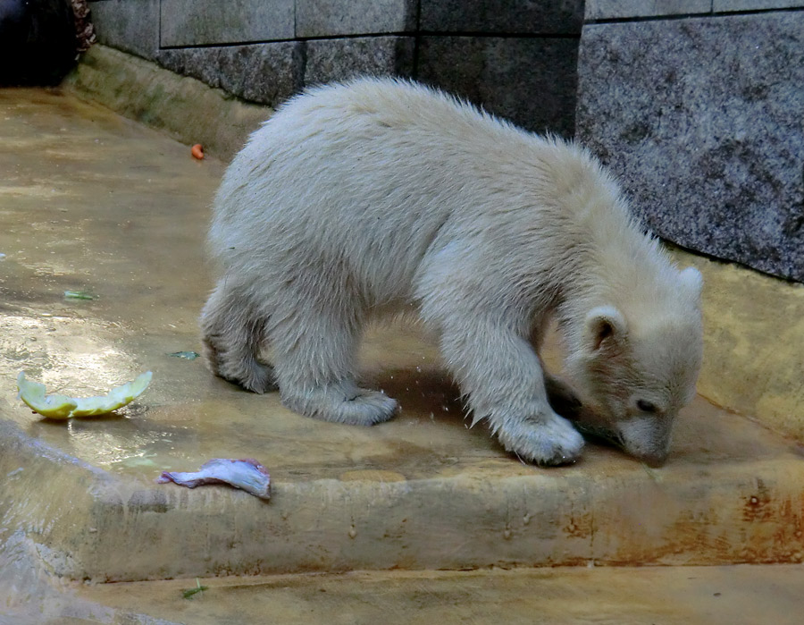 Eisbärmädchen ANORI am 2. Juni 2012 im Zoologischen Garten Wuppertal