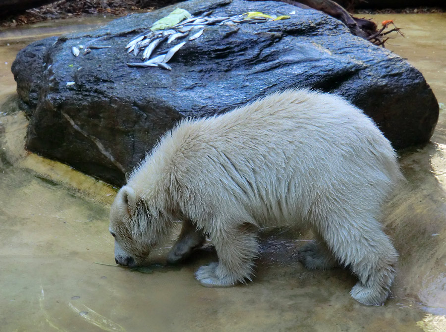 Eisbärmädchen ANORI am 2. Juni 2012 im Zoo Wuppertal