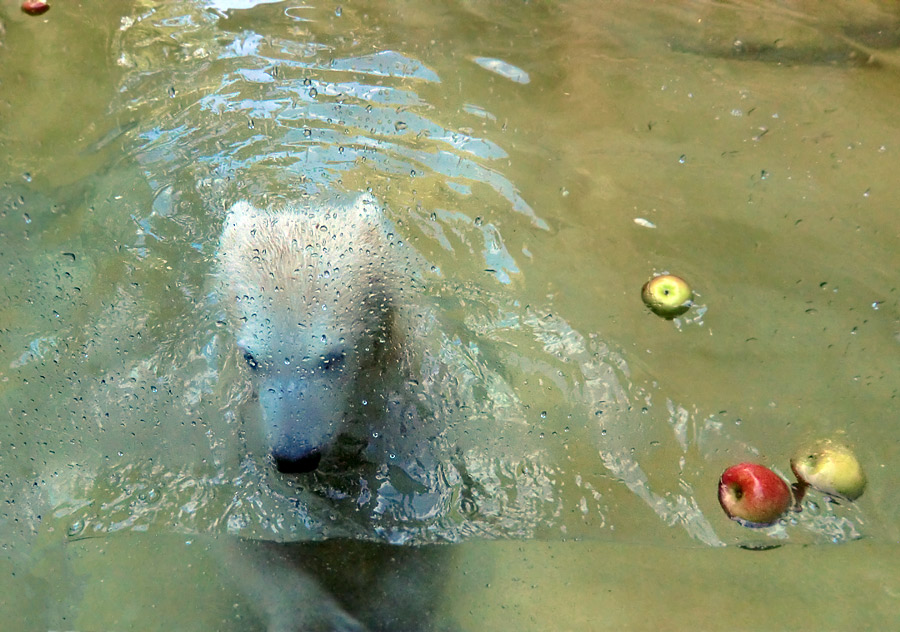 Eisbärmädchen ANORI am 2. Juni 2012 im Zoologischen Garten Wuppertal