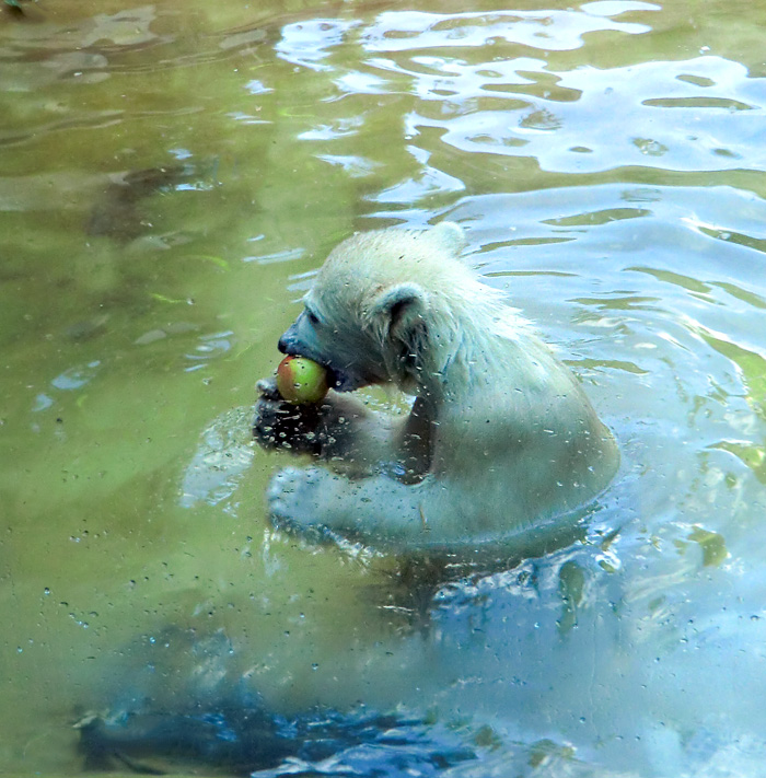 Eisbärmädchen ANORI am 2. Juni 2012 im Wuppertaler Zoo