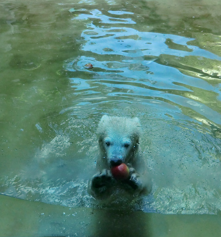 Eisbärmädchen ANORI am 2. Juni 2012 im Zoo Wuppertal