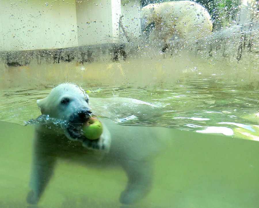 Eisbärmädchen ANORI und Eisbärin VILMA am 2. Juni 2012 im Zoo Wuppertal