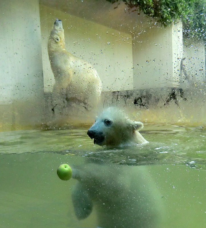 Eisbärmädchen ANORI und Eisbärin VILMA am 2. Juni 2012 im Wuppertaler Zoo