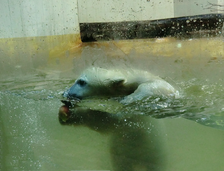 Eisbärmädchen ANORI am 2. Juni 2012 im Zoo Wuppertal