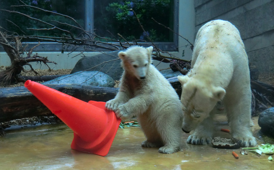 Badespaß für Eisbären am 3. Juni 2012 im Zoo Wuppertal