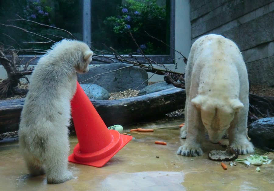 Badespaß für Eisbären am 3. Juni 2012 im Zoologischen Garten Wuppertal