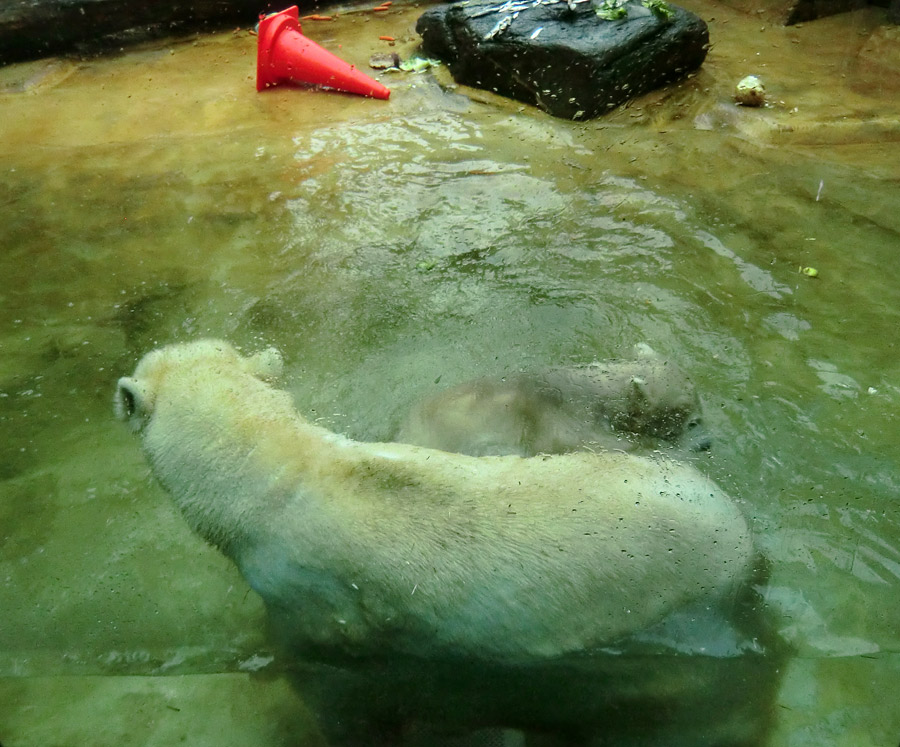 Badespaß für Eisbären am 3. Juni 2012 im Wuppertaler Zoo