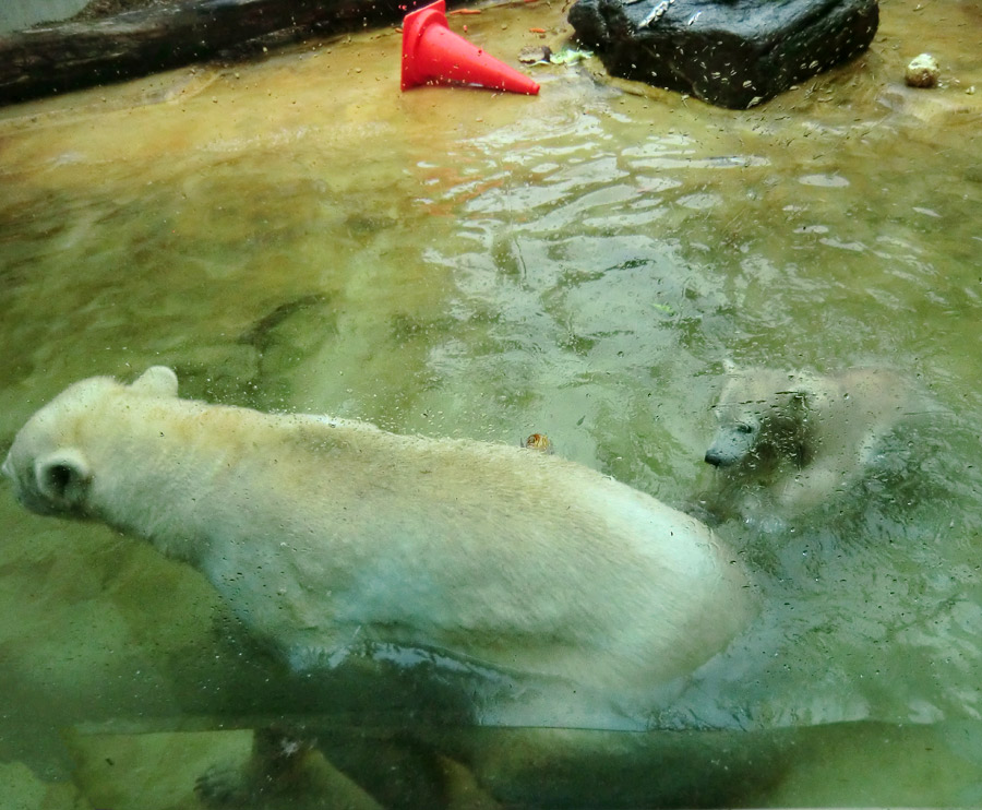 Badespaß für Eisbären am 3. Juni 2012 im Zoo Wuppertal