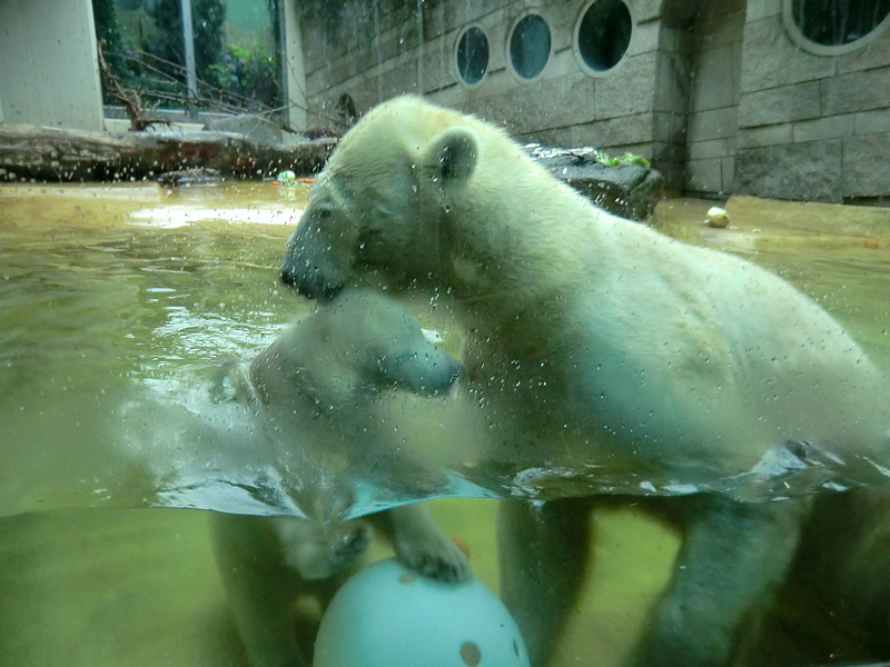 Badespaß für Eisbären am 3. Juni 2012 im Zoologischen Garten Wuppertal