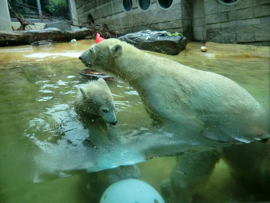 Badespaß für Eisbären am 3. Juni 2012 im Wuppertaler Zoo