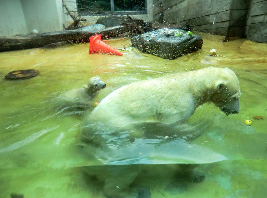 Badespaß für Eisbären am 3. Juni 2012 im Zoologischen Garten Wuppertal