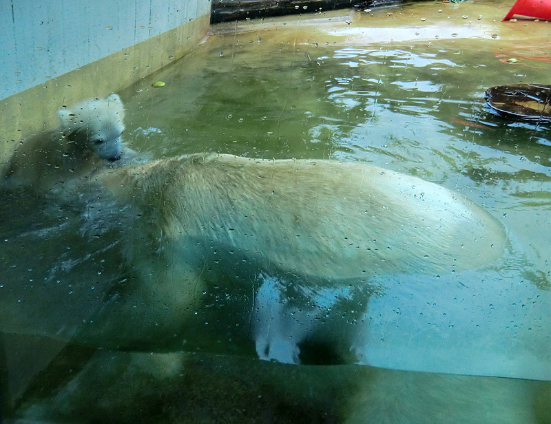 Badespaß für Eisbären am 3. Juni 2012 im Zoologischen Garten Wuppertal